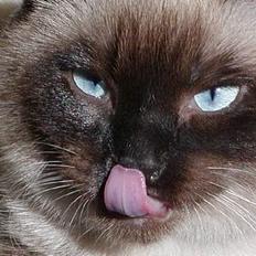 Blanding af racer Vanilia