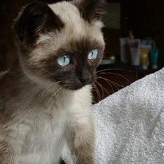 Blanding af racer Vanilia