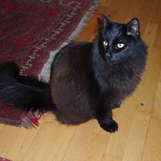 Norsk Skovkat Mikkel