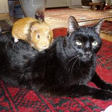 Blanding af racer Muller *RIP*