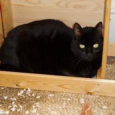 Blanding af racer Muller *RIP*