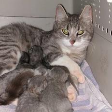 Huskat -*Mijauf*- forsvundet