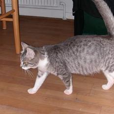 Huskat -*Mijauf*- forsvundet