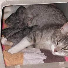 Huskat -*Mijauf*- forsvundet