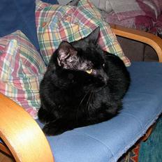 Huskat -*Torsten*- forsvundet