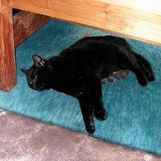 Huskat -*Torsten*- forsvundet