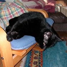 Huskat -*Torsten*- forsvundet