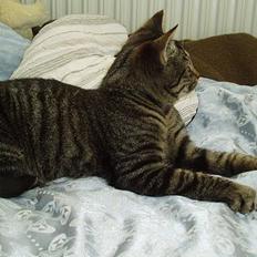 Blanding af racer Pusser