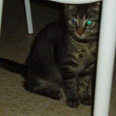 Blanding af racer Pusser