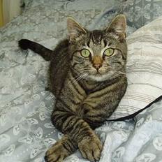 Blanding af racer Pusser