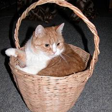 Blanding af racer Futte