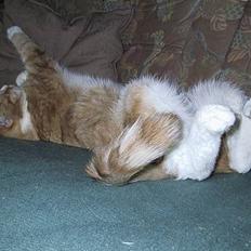 Blanding af racer Futte