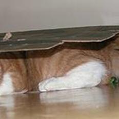 Blanding af racer Futte