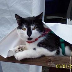 Blanding af racer Yatzy