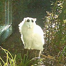 Norsk Skovkat Zoojack