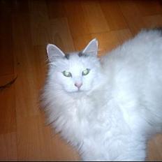 Norsk Skovkat Zoojack