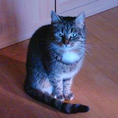 Blanding af racer Buster