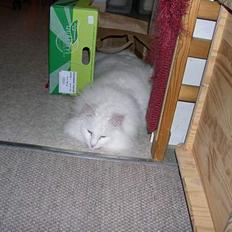 Norsk Skovkat garfield