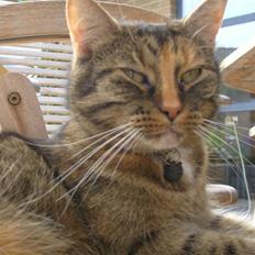 Blanding af racer isis