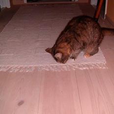 Blanding af racer isis