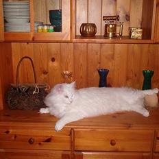 Norsk Skovkat garfield