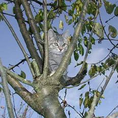 Blanding af racer Silke