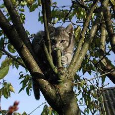 Blanding af racer Silke