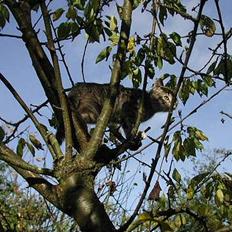 Blanding af racer Silke