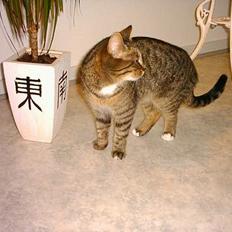 Blanding af racer Buster