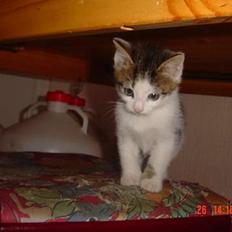 Blanding af racer Sofus