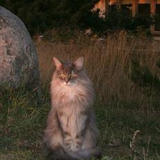 Maine Coon Elliot Charmander Iversen