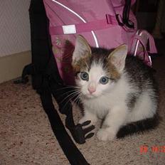 Blanding af racer Sofus