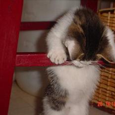 Blanding af racer Sofus