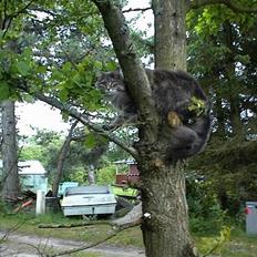 Maine Coon Elliot Charmander Iversen
