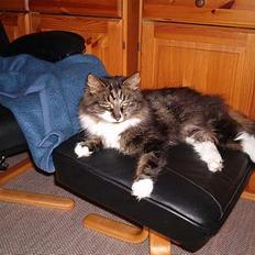 Norsk Skovkat Frederikke