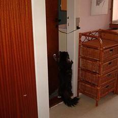 Norsk Skovkat Frederikke