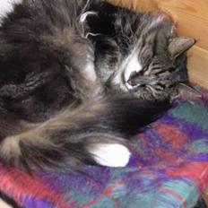 Norsk Skovkat Frederikke