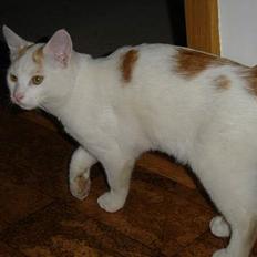 Blanding af racer Lille mis