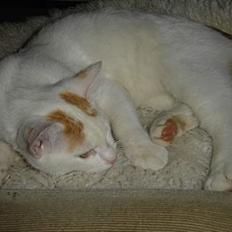 Blanding af racer Lille mis