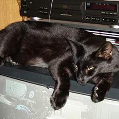 Blanding af racer Laban