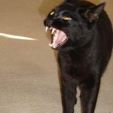 Blanding af racer Laban