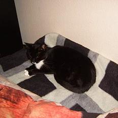 Blanding af racer Midi