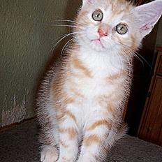 Blanding af racer Igor (Himmelkat)