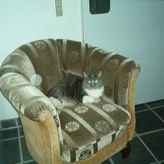 Blanding af racer Mitte