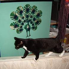 Blanding af racer Midi