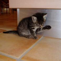 Blanding af racer Pepsi