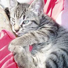 Blanding af racer Pepsi