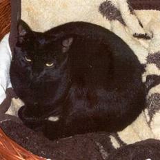 Blanding af racer Misser