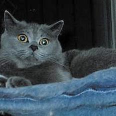 Blanding af racer Ludo