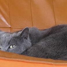 Blanding af racer Ludo